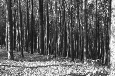 Orman ağaçları geç sonbahar, altın kuru yaprakları ile düşmek