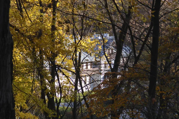Skogsträd senhösten höst med gyllene torra löv — Stockfoto