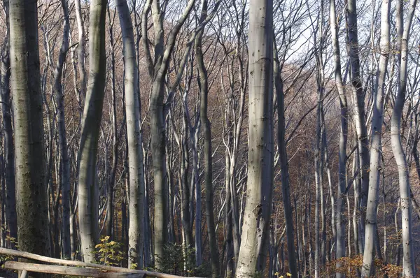 Orman ağaçları geç sonbahar, altın kuru yaprakları ile düşmek