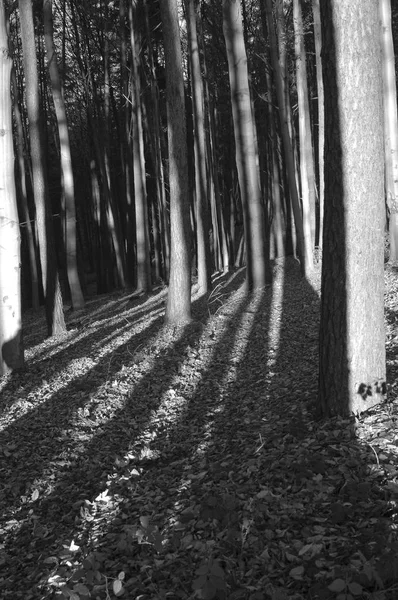 Árboles forestales Otoño tardío, con hojas secas doradas — Foto de Stock