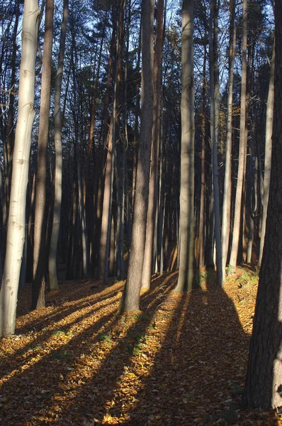 Floresta Árvores Outono Final Outono, com Folhas Secas Douradas — Fotografia de Stock