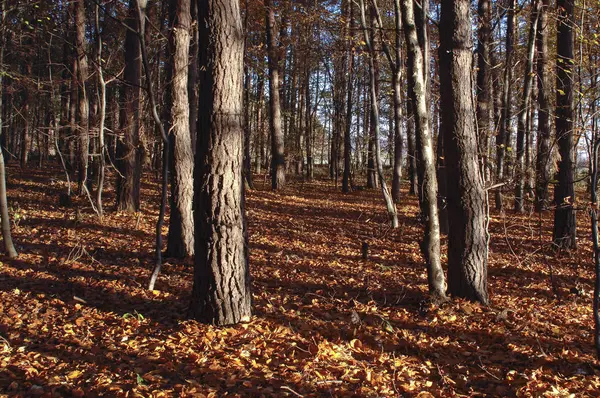 Orman ağaçları geç sonbahar, altın kuru yaprakları ile düşmek