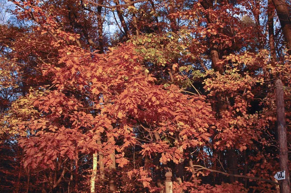 Forest bomen vallen laat herfst, met gouden droge bladeren — Stockfoto