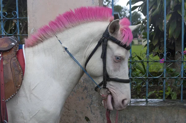 Foto isolada bonita de um pônei bonito do planalto com cabelo rosa — Fotografia de Stock