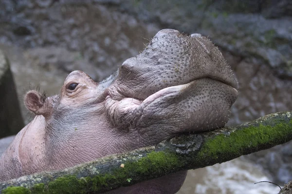 Foto isolada bonita de um hipopótamo selvagem no selvagem — Fotografia de Stock