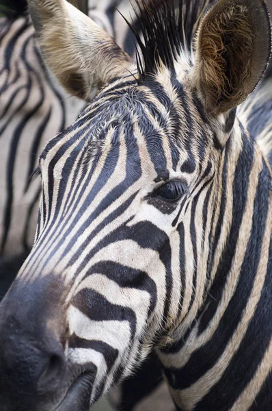 Foto bonita de Zebra selvagem na floresta — Fotografia de Stock