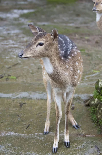 Mooie geïsoleerde foto van een schattig wilde herten in het bos — Stockfoto