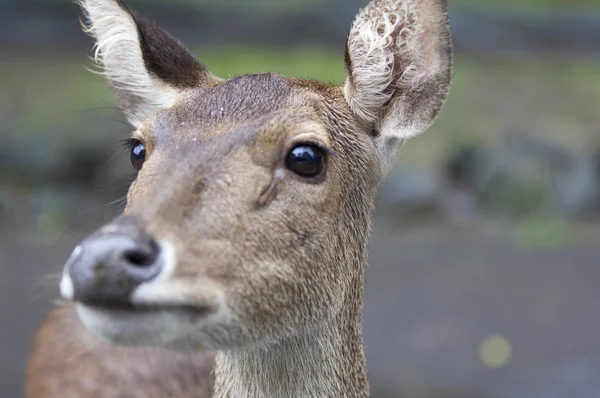 Sevimli vahşi geyik ormana güzel izole fotoğraf