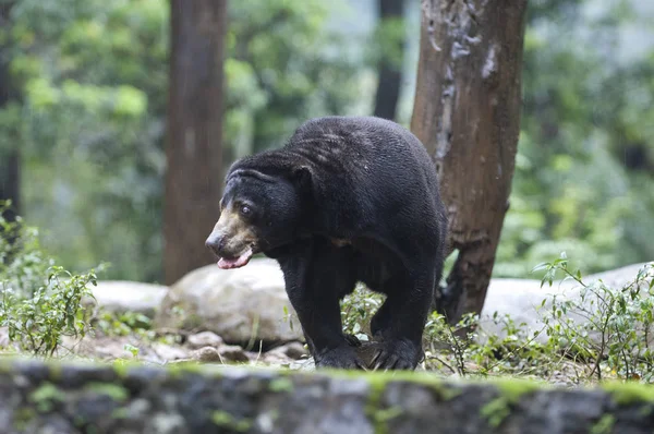 Hermosa foto aislada de un oso salvaje en el bosque —  Fotos de Stock