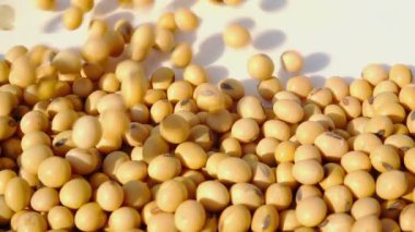 Yavaş çekim soya fasulyesi düşüyor.