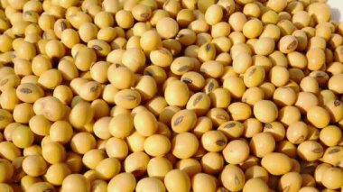 Yavaş çekim soya fasulyesi düşüyor.