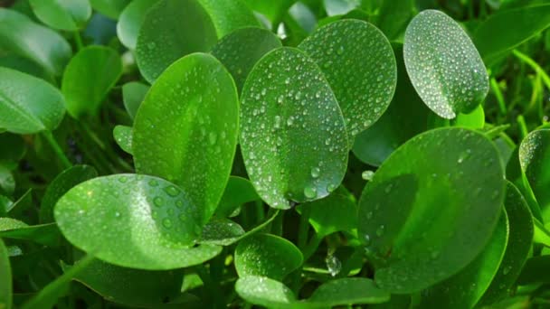 Water Dropping Green Leaf — Stock Video