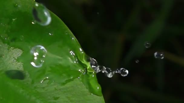 Water Dropping Green Leaf — Stock Video