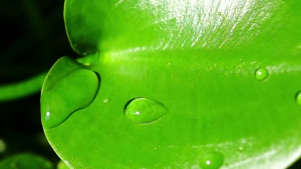 Капли Воды Зеленый Лист — стоковое видео