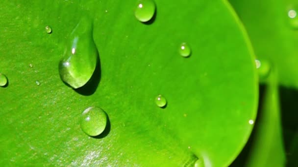 Water Dropping Green Leaf — Stock Video