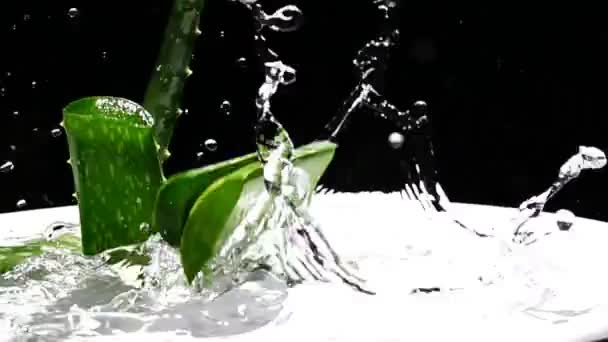 Slow Motion Aloe Vera Falling Water Splashing — Stock Video