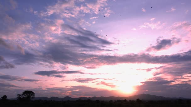 日落时在云天上飞翔的鸟 — 图库视频影像