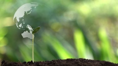 Planting a tree and the earth rotation hologram for save the earth and natural , clean ecology in natural.