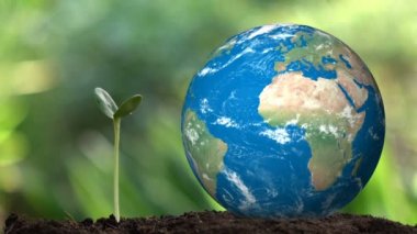 Planting a tree and the earth rotation hologram for save the earth and natural , clean ecology in natural.