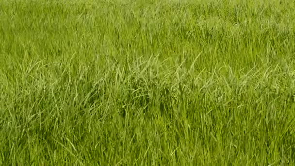 Зеленый Фон Травяного Поля Кадре Крана — стоковое видео