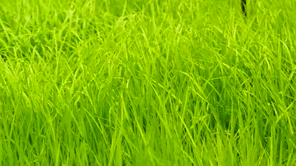 Grünes Gras Feld Hintergrund Kran Erschossen Video — Stockvideo