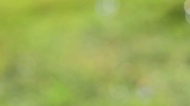 Doğal arkaplanda renkli hava kabarcığı