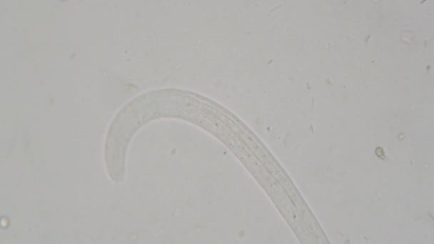 parasite : Strongyloides stercoralis provenant des matières fécales humaines au microscope. essais en laboratoire