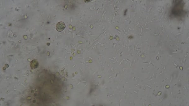Ontluikende Gistcellen Onder Microscoop — Stockvideo