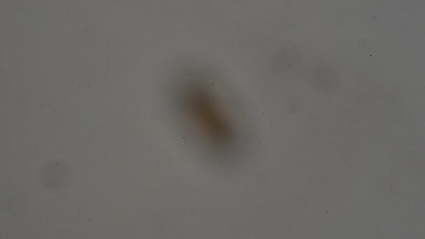 Parasiet Trichuris Trichiura Uit Menselijke Uitwerpselen Onder Microscoop Testen Het — Stockvideo