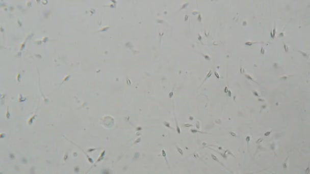 Espermatozoides Humanos Bajo Microscopio Pruebas Laboratorio — Vídeos de Stock