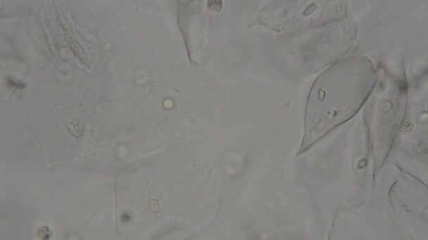 Lidské Epiteliální Buňky Pod Mikroskopem — Stock video