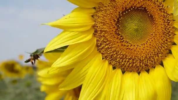 Bee Pollinating Sun Flower — Stock Video