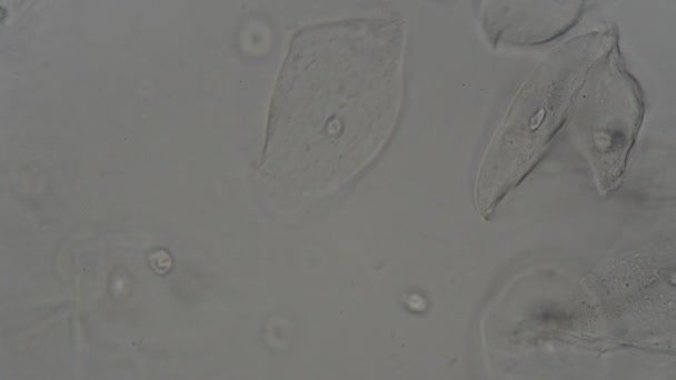 Клетки Эпителия Человека Микроскопом — стоковое видео