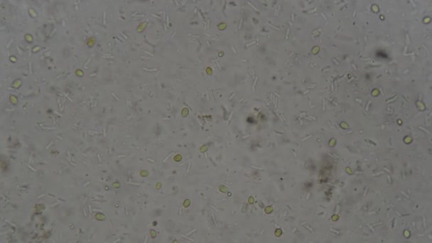 Germogliare Cellule Lievito Microscopio — Video Stock