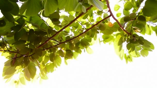 Sol Ljus Och Gröna Blad Naturlig Bakgrund — Stockvideo