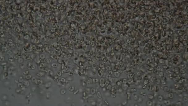 显微镜下的人血细胞 — 图库视频影像