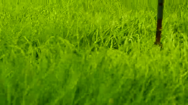 Verde Grama Campo Fundo Guindaste Tiro Vídeo — Vídeo de Stock