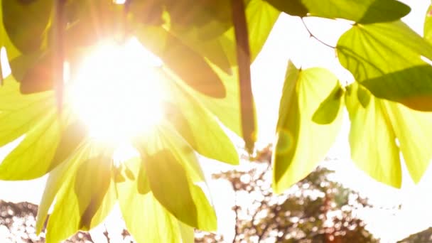 Luz Solar Folhas Verdes Fundo Natural — Vídeo de Stock