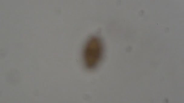Parásito Tricuris Trichiura Procedente Heces Humanas Bajo Microscopio Pruebas Laboratorio — Vídeos de Stock