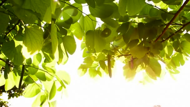 Luz Solar Hojas Verdes Fondo Natural — Vídeos de Stock