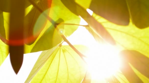 Luz Solar Hojas Verdes Fondo Natural — Vídeos de Stock