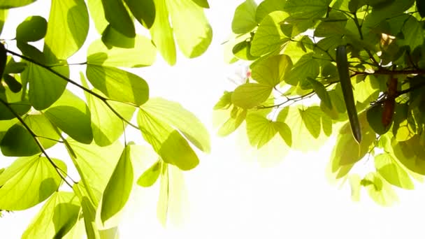 Солнечный Свет Зеленые Листья Естественный Фон — стоковое видео