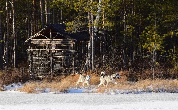 oynamak için komik husky aşk