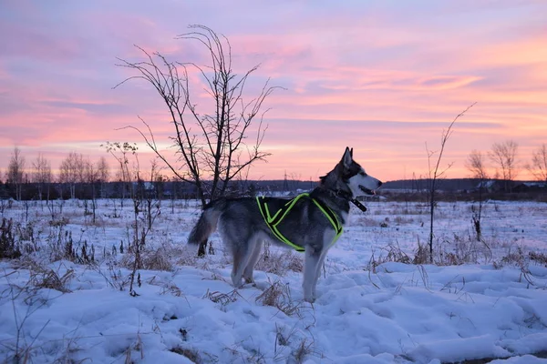 Rolig Husky Älskar Att Spela — Stockfoto