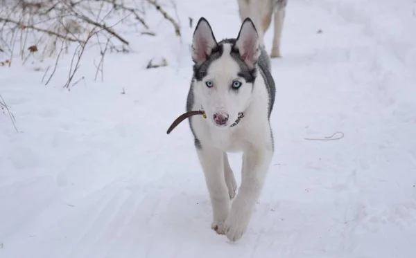 Divertido Husky Amor Para Jugar —  Fotos de Stock