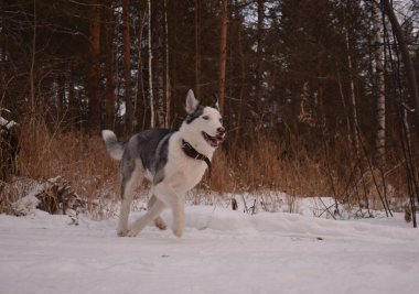 oynamak için komik husky aşk