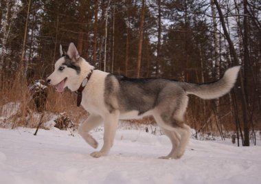 oynamak için komik husky aşk