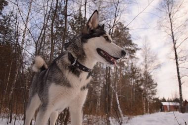 oynamak için komik husky aşk