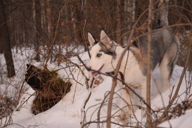 oynamak için komik husky aşk