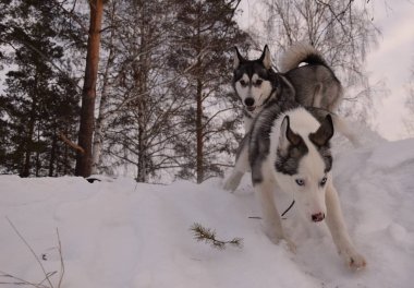 oynamak için komik husky aşk